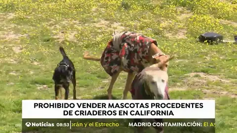 CRIADEROS CRIADEROS