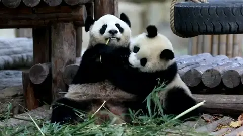 Dos cachorros de oso panda comienza el destete con el inicio de Año Nuevo Dos cachorros de oso panda comienza el destete con el inicio de Año Nuevo