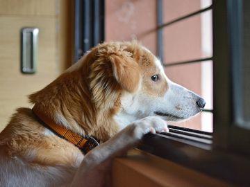 Un perro mira por la ventana