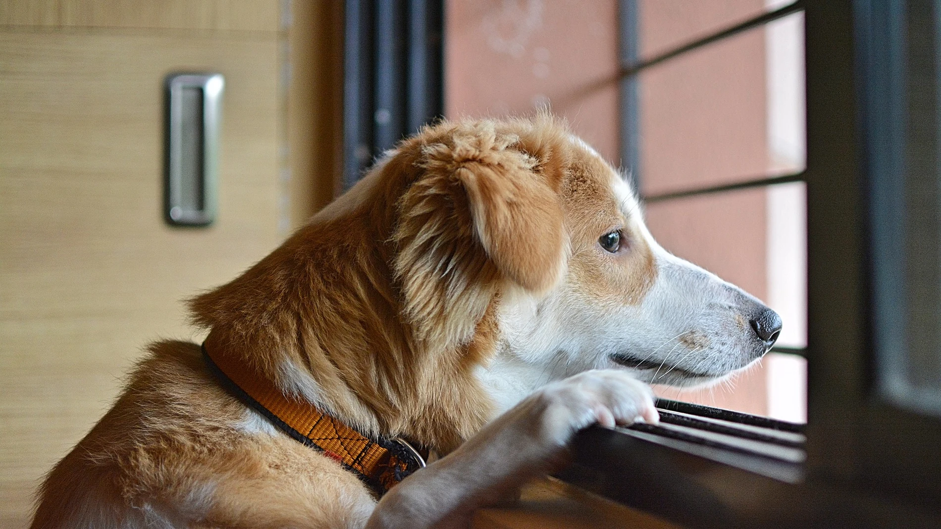Un perro mira por la ventana Un perro mira por la ventana