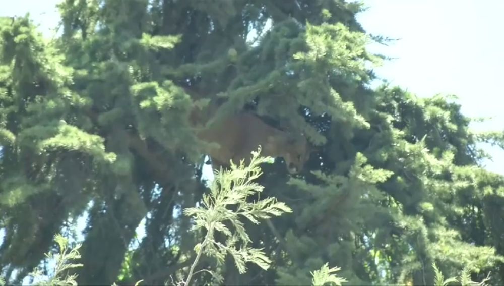 Rescatan a un puma que se había subido hasta la cima de un pino de 15 metros