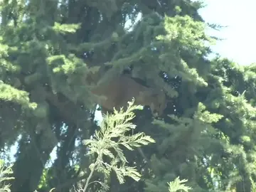 Rescatan a un puma que se había subido hasta la cima de un pino de 15 metros Rescatan a un puma que se había subido hasta la cima de un pino de 15 metros
