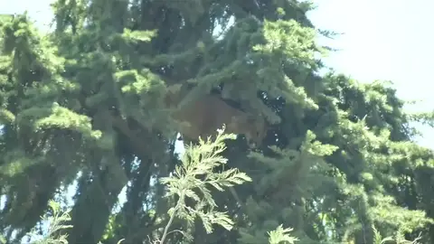 Rescatan a un puma que se había subido hasta la cima de un pino de 15 metros Rescatan a un puma que se había subido hasta la cima de un pino de 15 metros