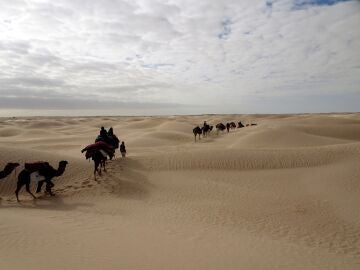 Camellos en la arena (04-01-19)