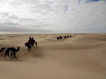 Camellos en la arena (04-01-19) Camellos en la arena (04-01-19)