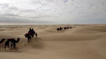 Camellos en la arena (04-01-19)