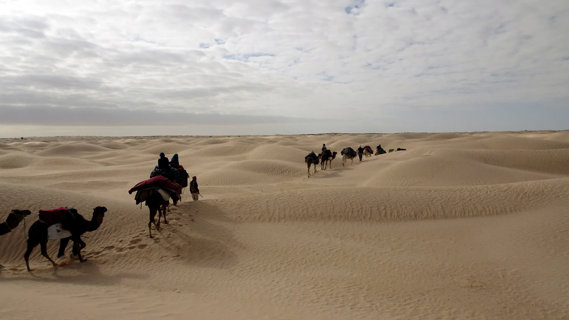 Camellos en la arena (04-01-19) Camellos en la arena (04-01-19)