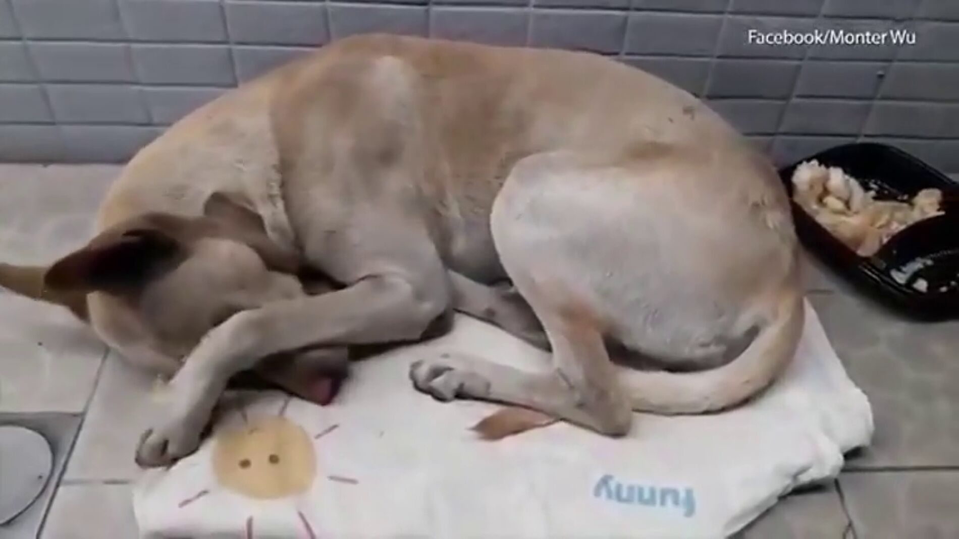 Un perro abandonado espera a su due&ntilde;o durante medio a&ntilde;o frente a un supermercado