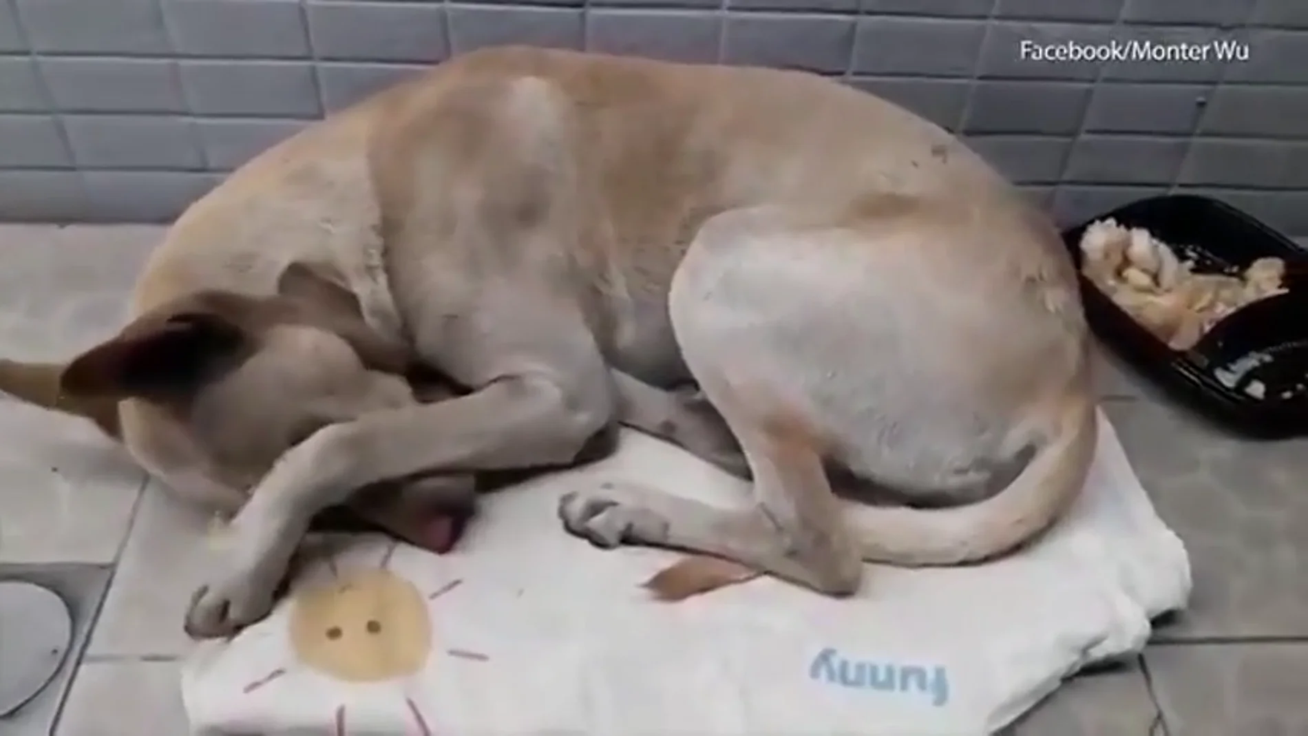 Un perro abandonado espera a su dueño durante medio año frente a un supermercado Un perro abandonado espera a su dueño durante medio año frente a un supermercado