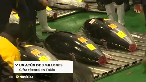 NUEVA - ATUN ROJO NUEVA - ATUN ROJO