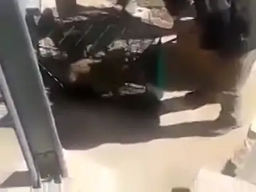 Un grupo de cazadores enjaulan a un zorro y lo liberan para acribillarlo a tiros Un grupo de cazadores enjaulan a un zorro y lo liberan para acribillarlo a tiros