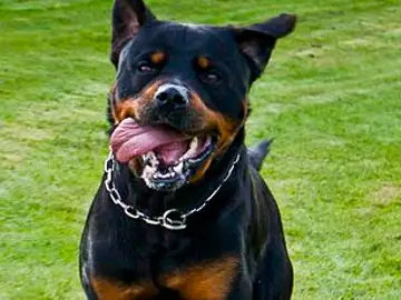rottweiler rottweiler