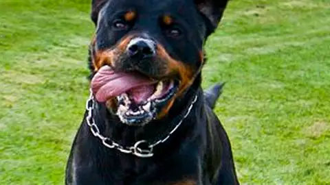 rottweiler rottweiler