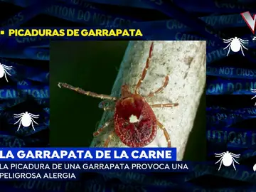 Garrapata Garrapata