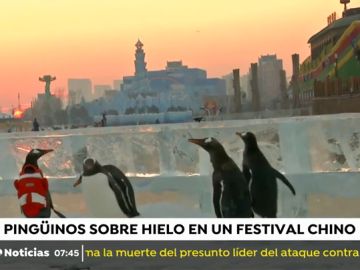 PINGUINOS PINGUINOS