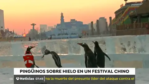 PINGUINOS PINGUINOS