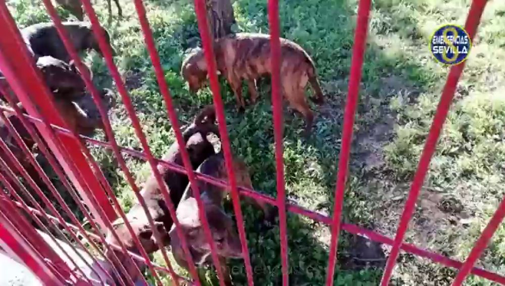 La Policía de Sevilla pide colaboración ciudadana para encontrar al autor del abandono de 18 perros de raza peligrosa en un parque infantil