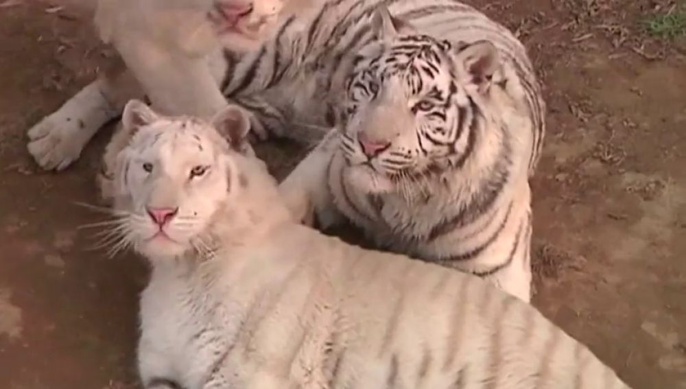 Un cachorro de tigre blanco nueva estrella de un Zoo chino