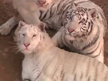 Un cachorro de tigre blanco nueva estrella de un Zoo chino