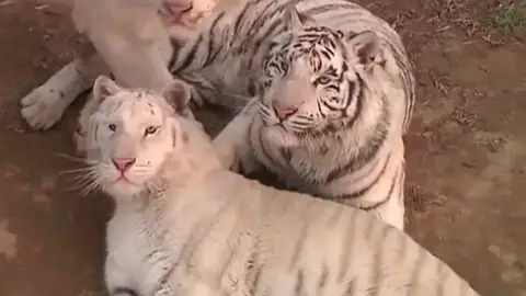 Un cachorro de tigre blanco nueva estrella de un Zoo chino Un cachorro de tigre blanco nueva estrella de un Zoo chino