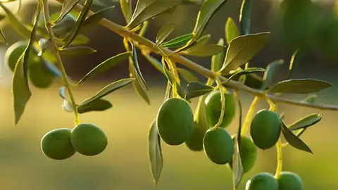 Las bajas temperaturas pueden afectar a la aceituna Las bajas temperaturas pueden afectar a la aceituna