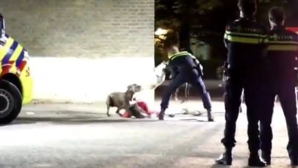 Los agentes consiguen calmar a un perro en Holanda