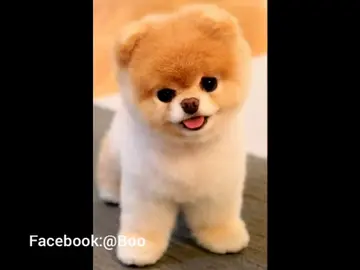 Muere Boo, el perro más bonito del mundo Muere Boo, el perro más bonito del mundo