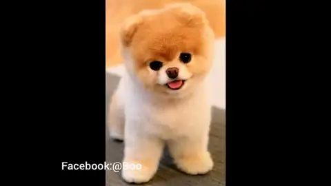Muere Boo, el perro más bonito del mundo Muere Boo, el perro más bonito del mundo