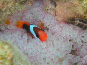 Las aguas turbias del oceano angustian a Nemo