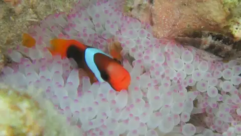 Las aguas turbias del oceano angustian a Nemo Las aguas turbias del oceano angustian a Nemo