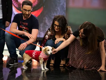 Ariel, la perrita encontrada en el mar por un barco pesquero, quiere encontrar una familia Ariel, la perrita encontrada en el mar por un barco pesquero, quiere encontrar una familia