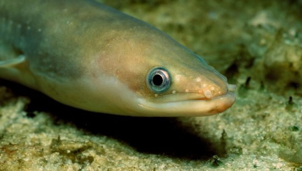 Anguila europea