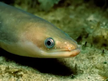 Anguila europea Anguila europea