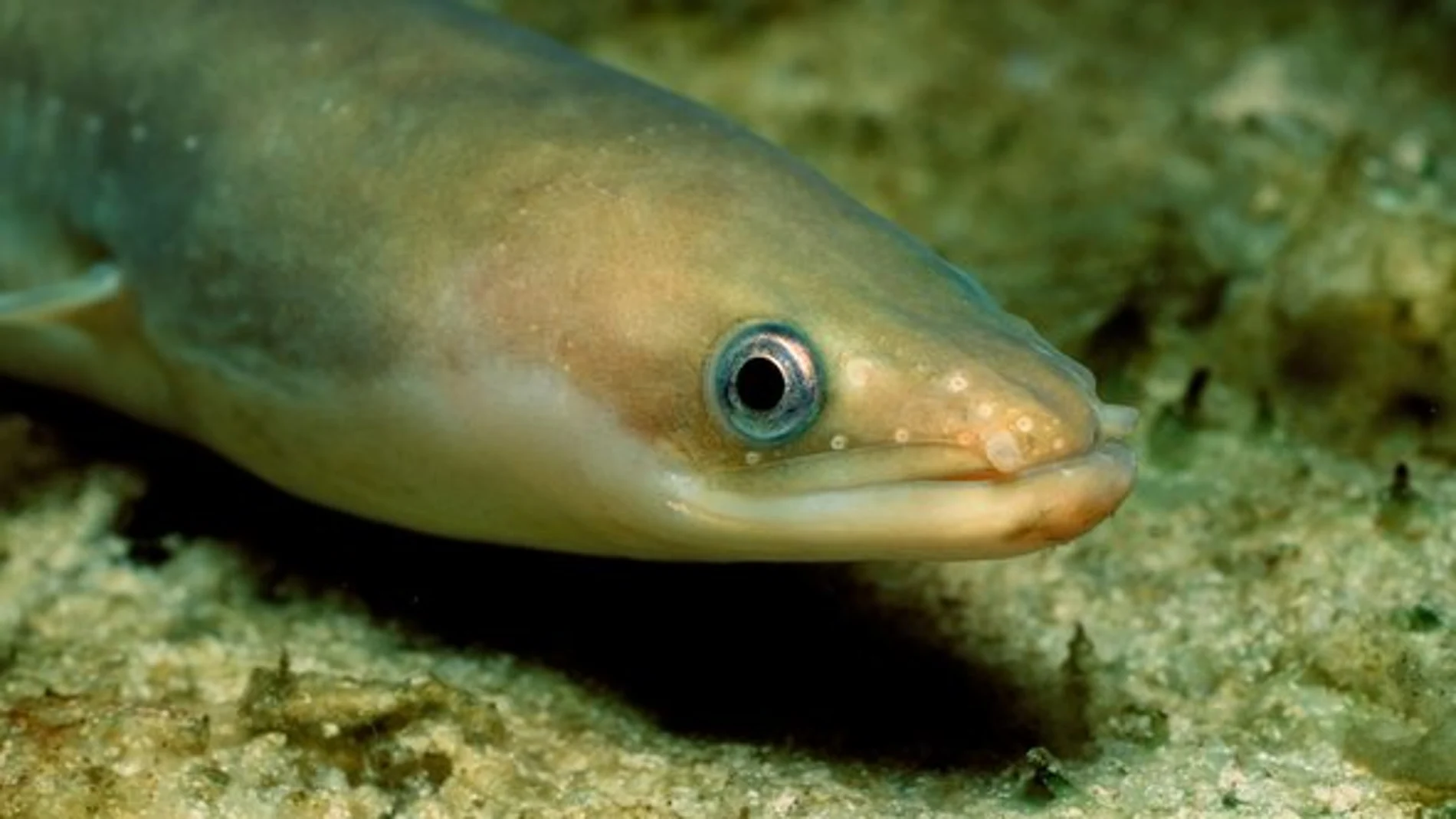 Anguila europea Anguila europea