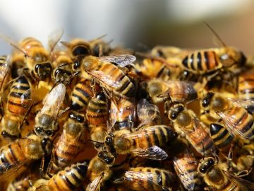 Colmena de abejas (Archivo)