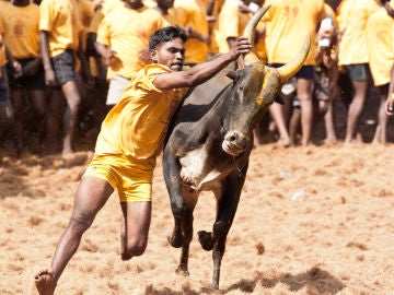 Festival de dominación de toros en la India Festival de dominación de toros en la India