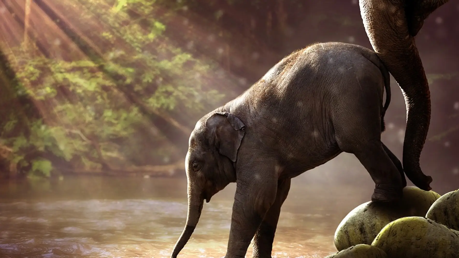 Cría de elefante y su madre (Archivo)
