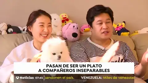PERROS PERROS