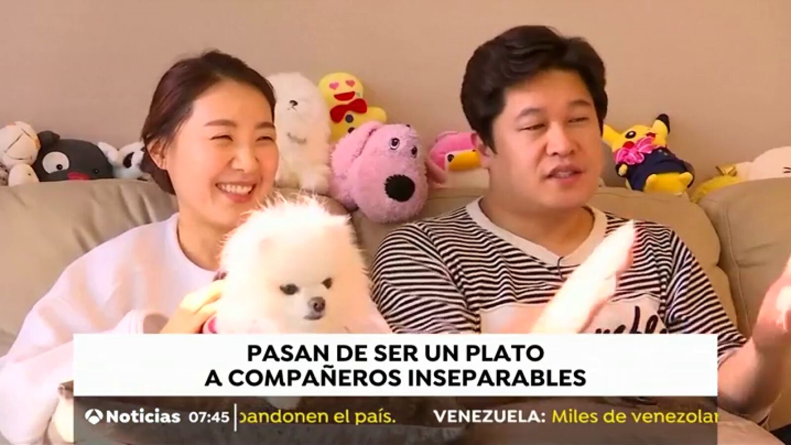Los perros en Corea del Sur pasan de ser un plato de restaurante a ser tratados como hijos
