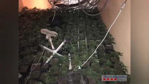 Incautan más de 800 plantas de marihuana en Figueres Incautan más de 800 plantas de marihuana en Figueres