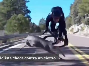 Brutal caída de un ciclista en pleno descenso al chocar contra un ciervo