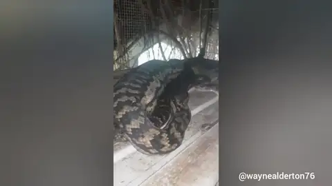 Una pitón entra en la parcela de una familia australiana y se come su gato Una pitón entra en la parcela de una familia australiana y se come su gato