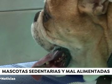 Aumenta notablemente el porcentaje de mascotas obesas