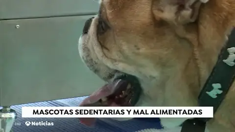 Aumenta notablemente el porcentaje de mascotas obesas Aumenta notablemente el porcentaje de mascotas obesas