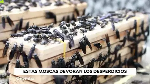 moscas moscas