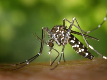 Imagen del Mosquito Tigre (Archivo).