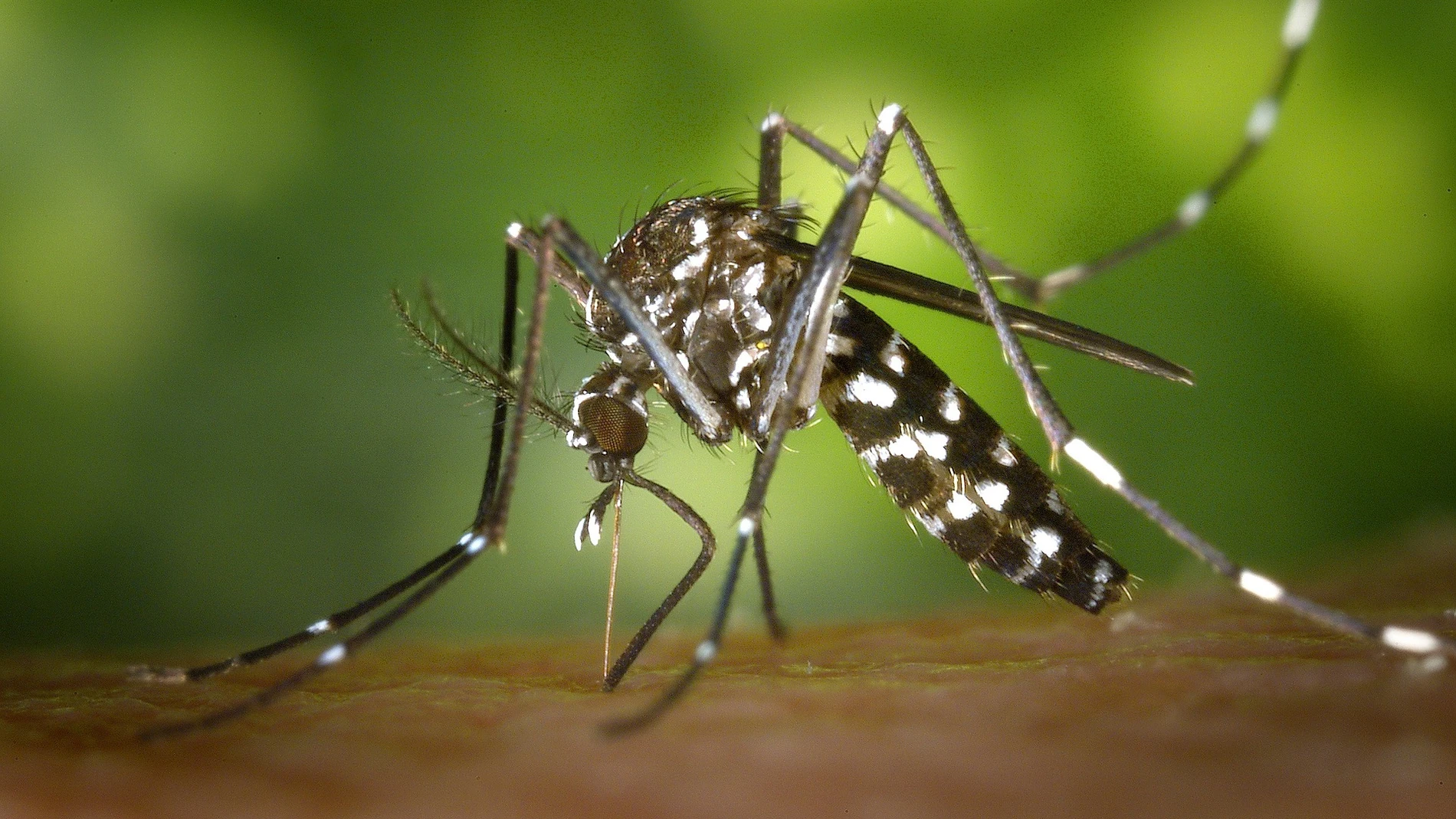 Imagen del Mosquito Tigre (Archivo). Imagen del Mosquito Tigre (Archivo).