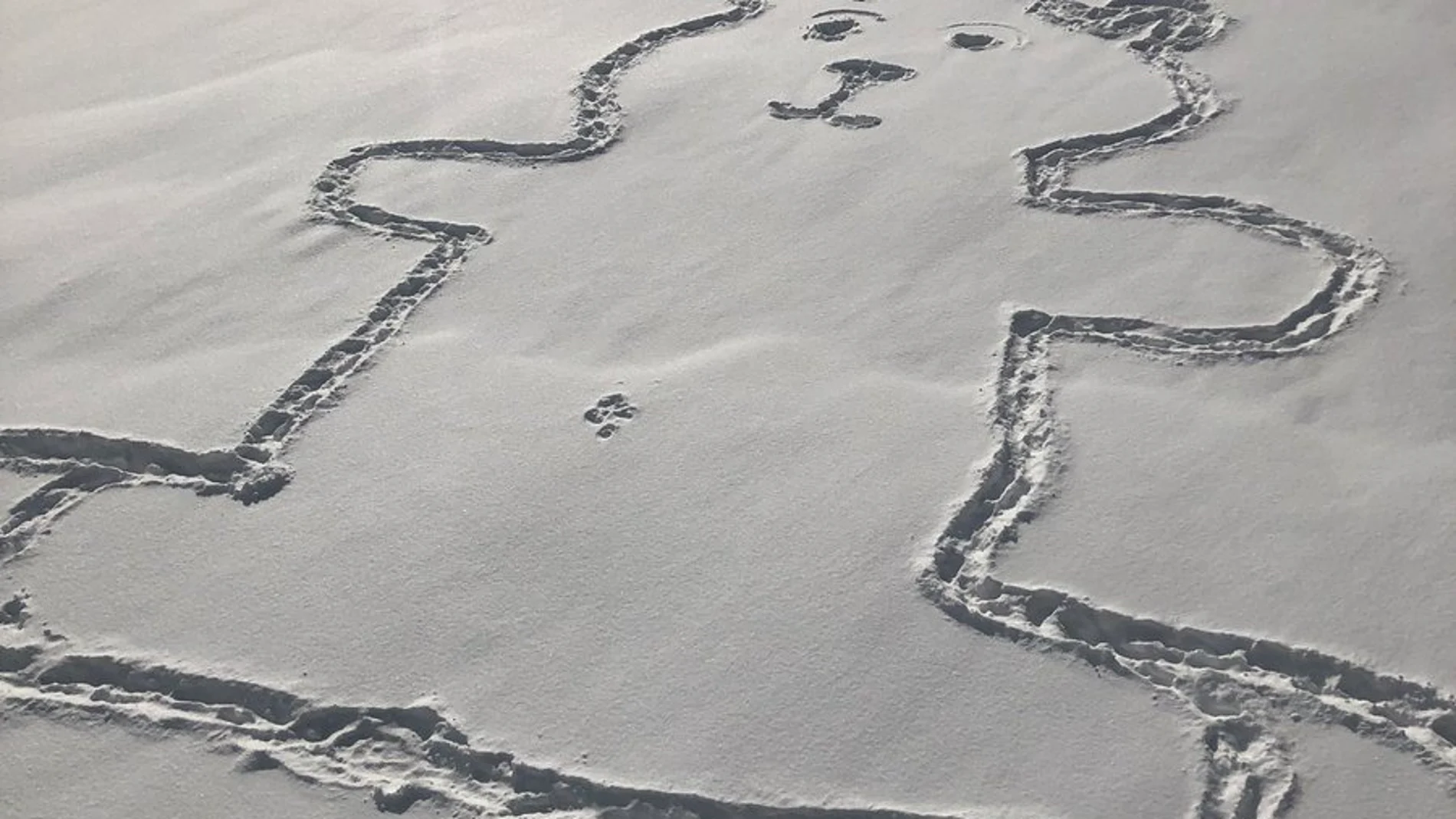 El dibujo del oso en la nieve que ha despertado curiosidad El dibujo del oso en la nieve que ha despertado curiosidad