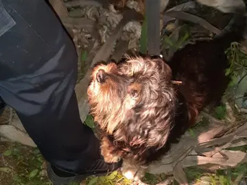 Peluche, el perro que no se separó de su dueño Peluche, el perro que no se separó de su dueño