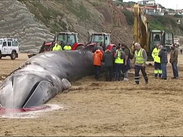 Se complican las tareas para retirar a la ballena varada en la playa de Sopela